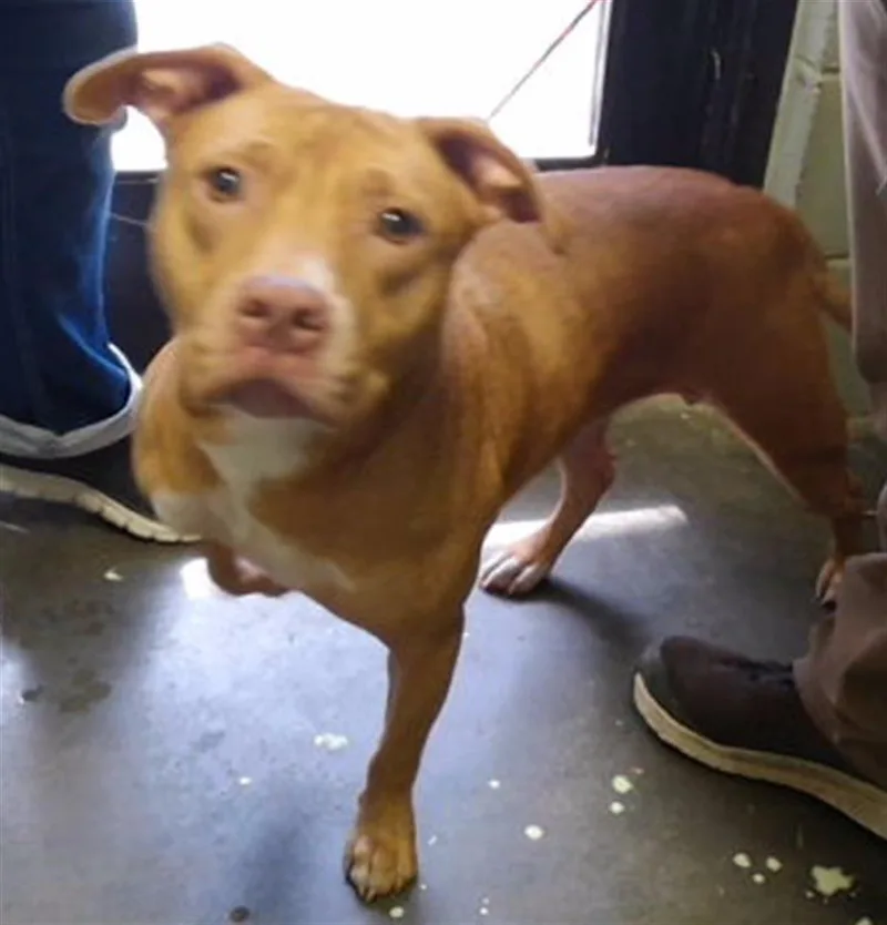 An adult medium-sized female Pit Bull Terrier dog named Honey for adoption in Tulsa, OK