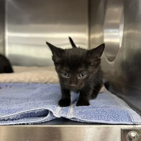 A baby small-sized female Black Domestic Short Hair cat named Raven for adoption in Indianapolis, IN