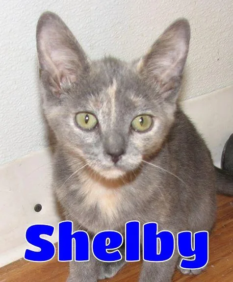 A baby medium-sized female Dilute Tortoiseshell cat named Shelby for adoption in Lawrenceburg, KY