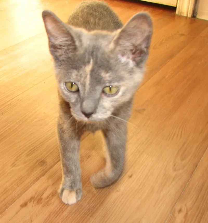 Shelby thumbnail 2