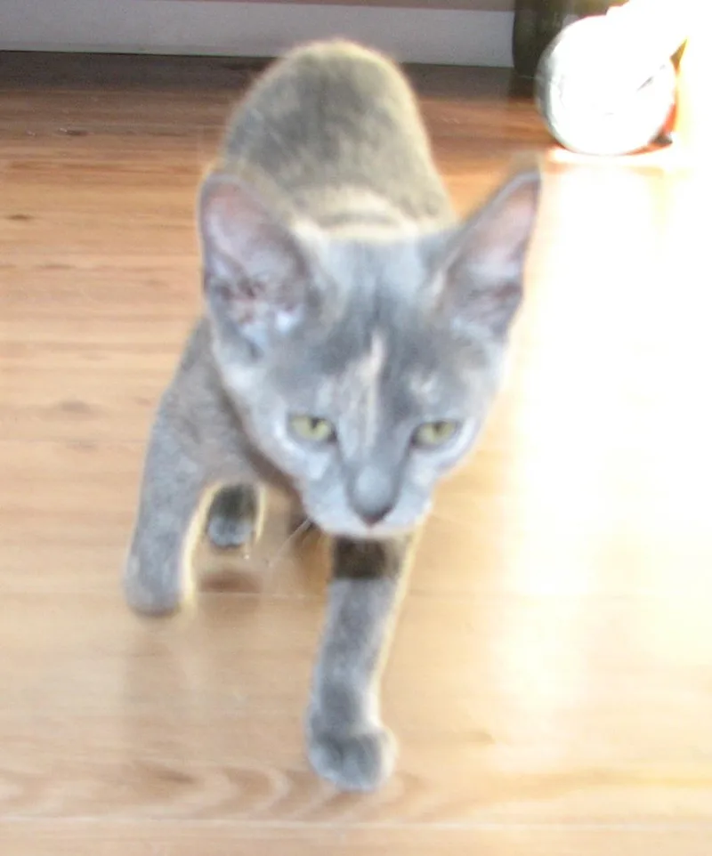 Shelby thumbnail 3