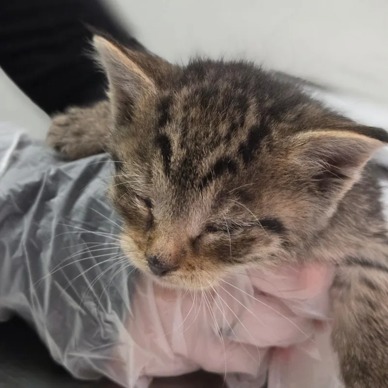 A baby small-sized male Brown / Chocolate Domestic Short Hair cat named Rey Mysterio for adoption in Charleston, WV