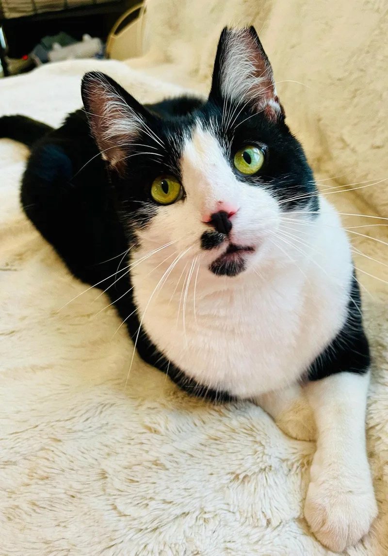 A young medium-sized male Black & White / Tuxedo Domestic Short Hair cat named Anders for adoption in Brook Park, OH
