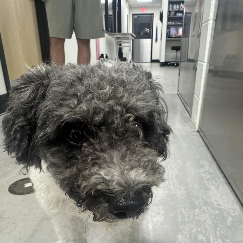 An adult small-sized male Black Miniature Poodle dog named Dudley for adoption in Maitland, FL