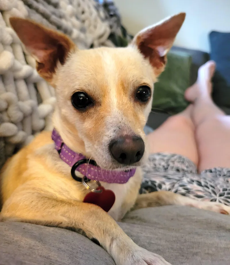 An adult small-sized male Apricot / Beige Chihuahua dog named Milo for adoption in Brooklyn, NY
