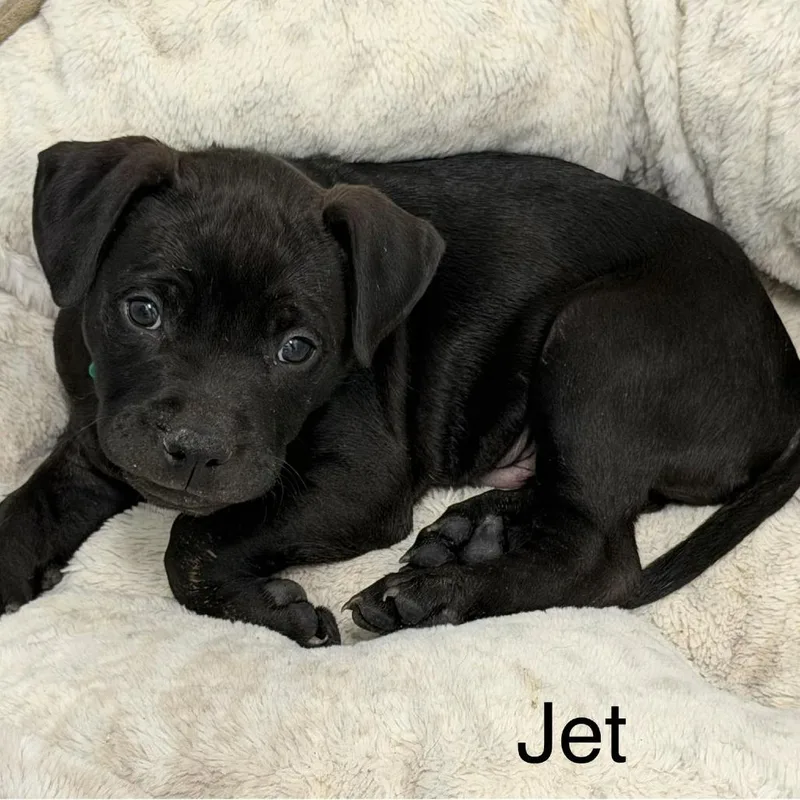 Jet thumbnail 3