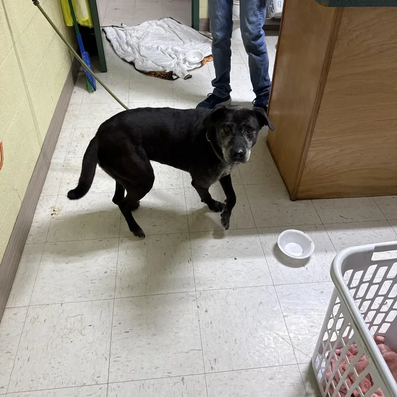 A senior medium-sized female Black Terrier dog named Lady Mae for adoption in Lewisburg, WV
