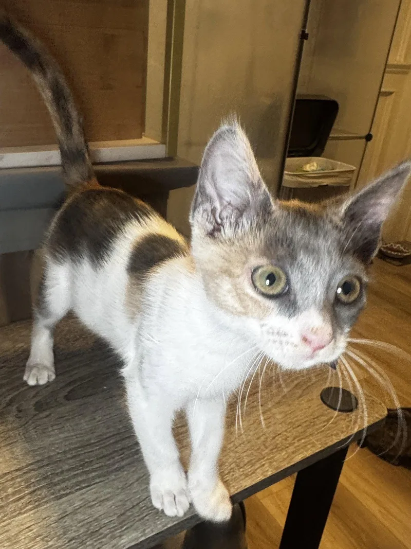 A baby medium-sized female Dilute Calico cat named Mayhem for adoption in Seal Beach, CA