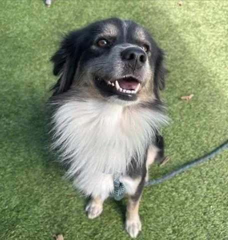 A young medium-sized male Australian Shepherd dog named Hutch for adoption in Canoga Park, CA