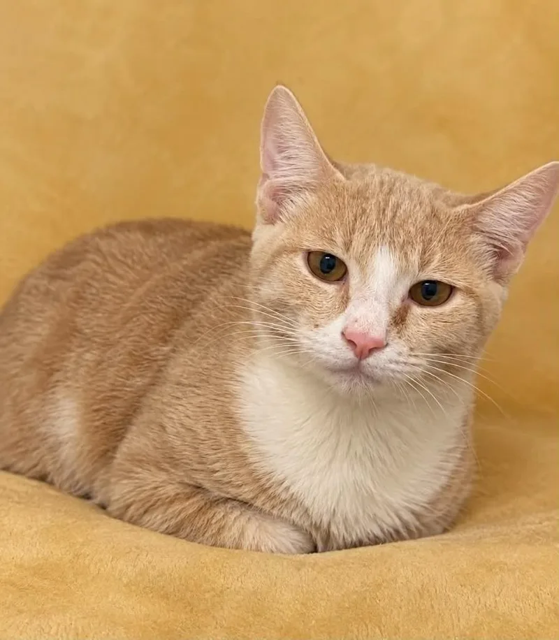 A baby medium-sized male Domestic Short Hair cat named Honey Bun for adoption in Columbia, TN