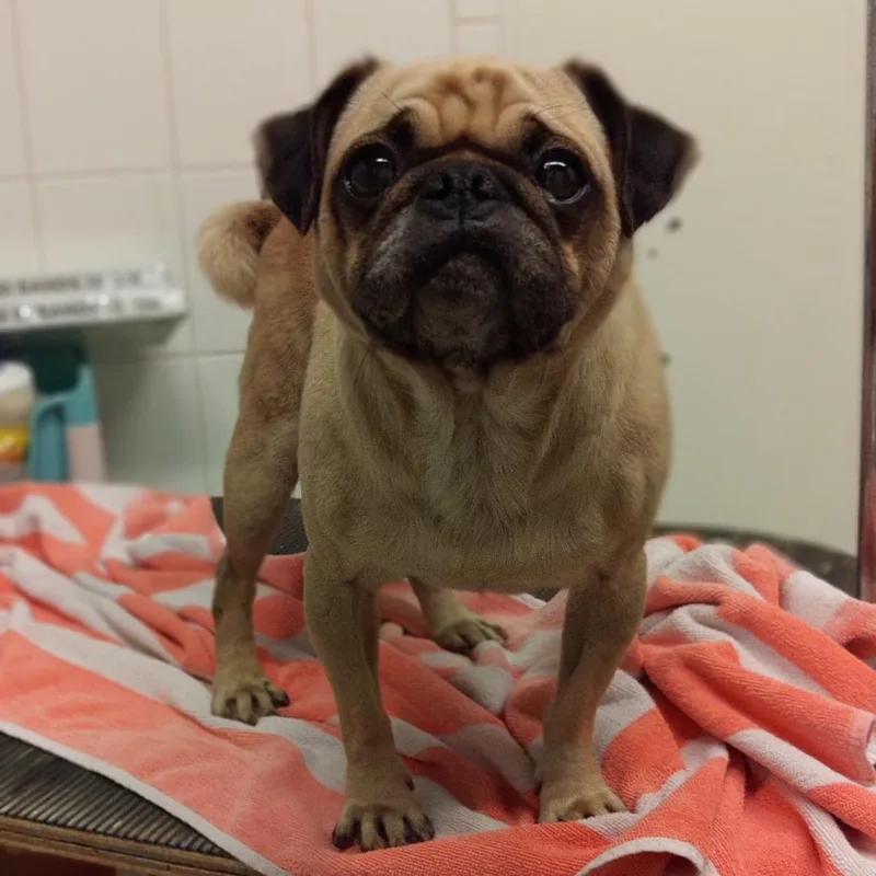 An adult small-sized male White / Cream Pug dog named Banjo Chino Hills for adoption in Chino Hills, CA