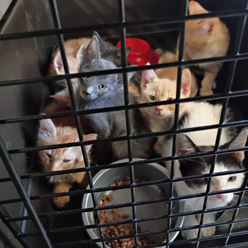 A baby small-sized male White Domestic Short Hair cat named Dennis for adoption in Casa Grande, AZ