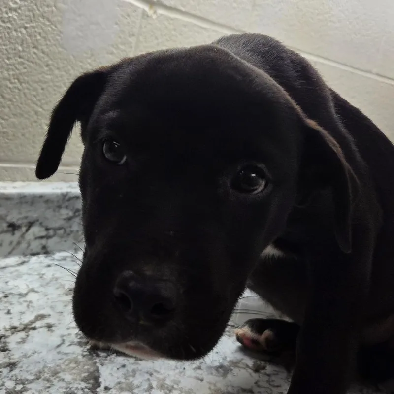 A baby small-sized female Pit Bull Terrier dog named Gertrude for adoption in Zanesville, OH