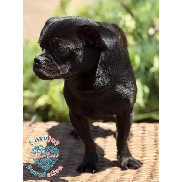 A baby small-sized male Black Puggle dog named Tug COH for adoption in Inglewood, CA