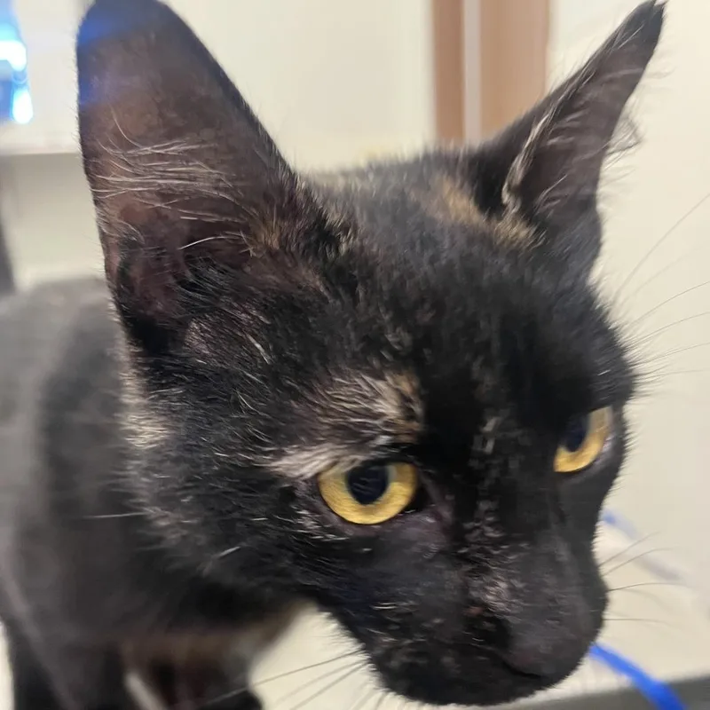 An adult medium-sized female Tortoiseshell Domestic Short Hair cat named BCStray for adoption in Idaho Falls, ID