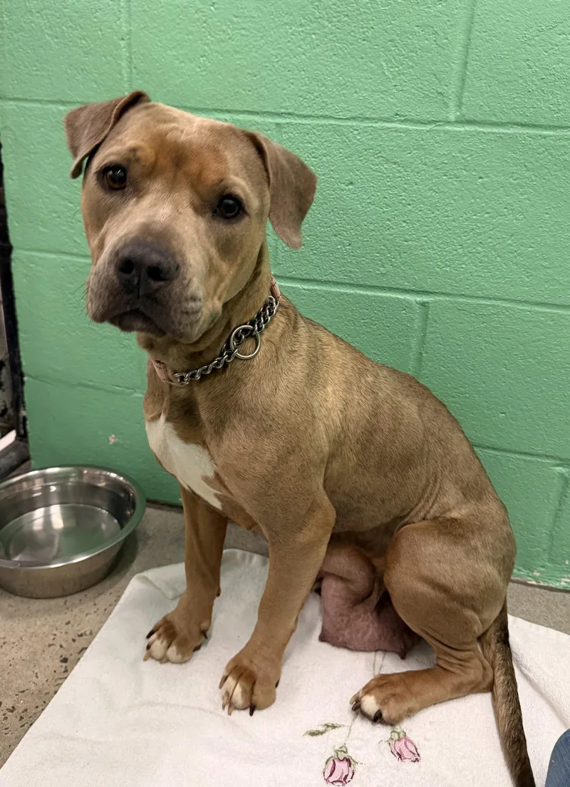 An adult medium-sized female Pit Bull Terrier dog named Brown Sugar for adoption in Sanford, NC