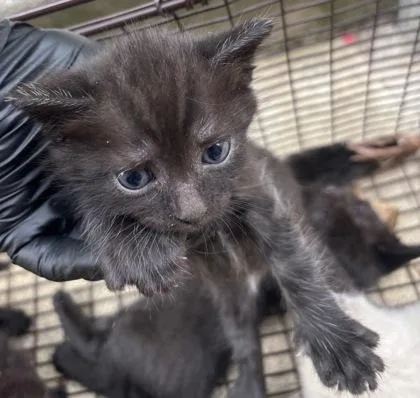A baby small-sized male Domestic Short Hair cat named Ricki for adoption in West Chester, PA