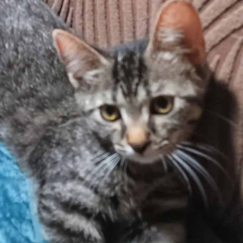 A baby small-sized female Tabby (Gray / Blue / Silver) Domestic Short Hair cat named Cadbury for adoption in Kentwood, MI
