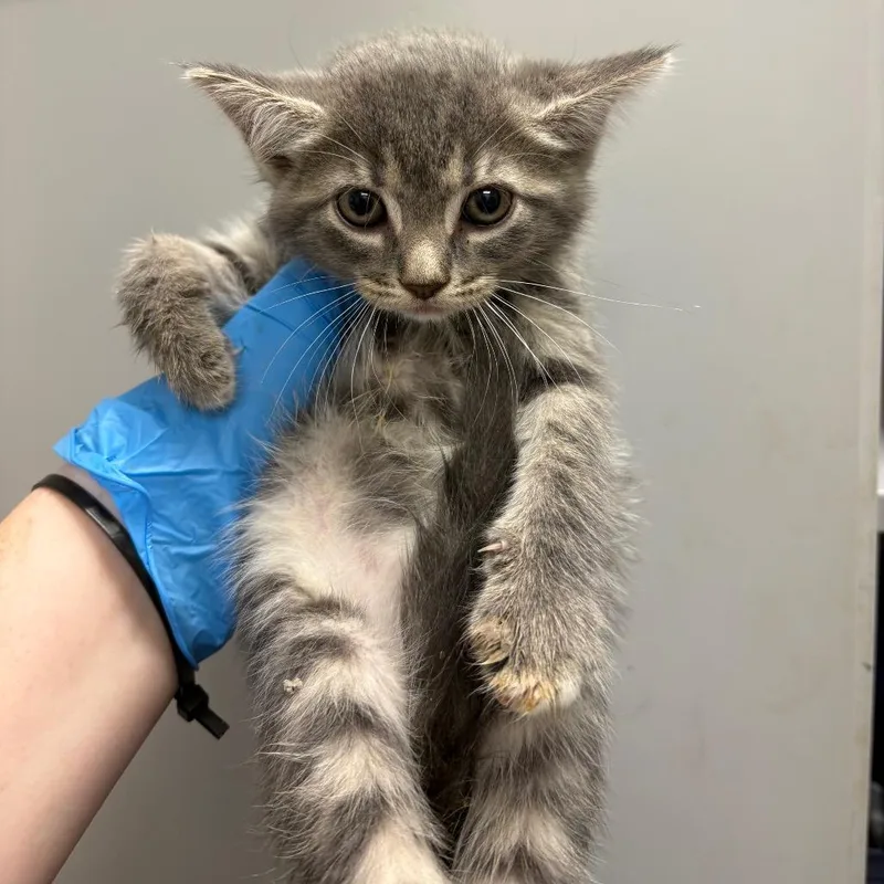 A baby small-sized female Gray / Blue / Silver Domestic Short Hair cat named Tatertot Casserole for adoption in Columbiana, AL