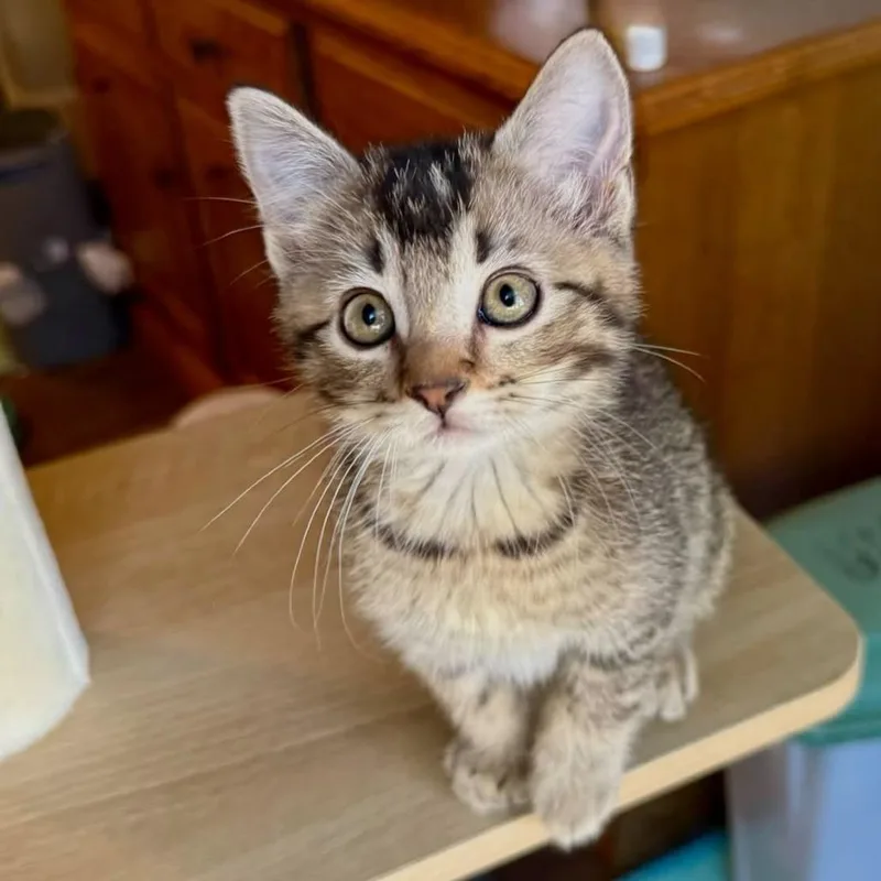 A baby small-sized male Brown / Chocolate Domestic Short Hair cat named HiBoy for adoption in FAIRWAY, KS