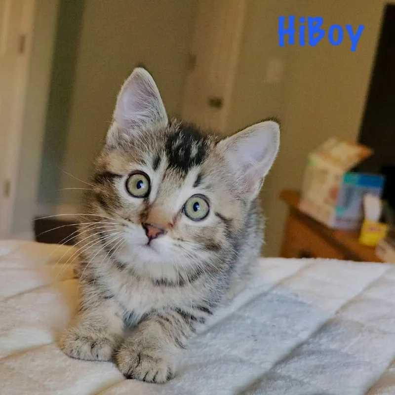 HiBoy thumbnail 2