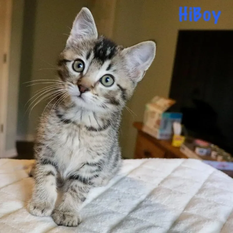HiBoy thumbnail 3