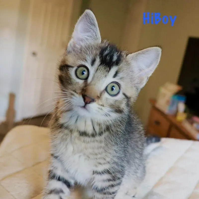 HiBoy thumbnail 4
