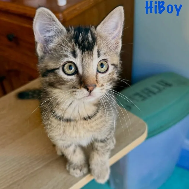 HiBoy thumbnail 5