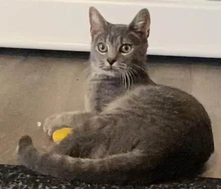 A baby medium-sized male Gray / Blue / Silver Domestic Short Hair cat named Ellis for adoption in Elyria, OH
