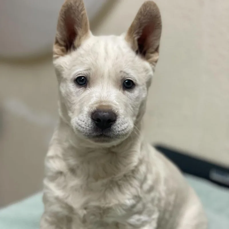A baby small-sized male White / Cream Mixed Breed dog named Zest for adoption in Riverside, CA