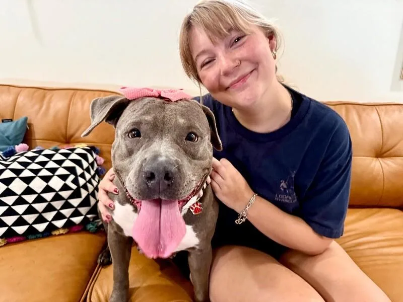 An adult medium-sized female Gray / Blue / Silver Pit Bull Terrier dog named Thea Pretty Baby Loves for adoption in Friendswood, TX
