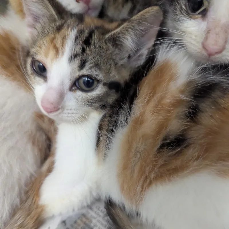 A baby small-sized female Calico Domestic Short Hair cat named Iris for adoption in Jeffersonville, IN