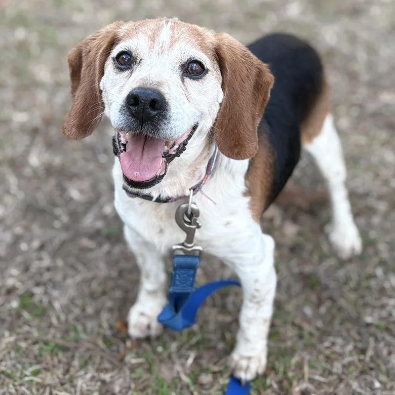 An adult medium-sized male Black Beagle dog named Chop Stick for adoption in Peachtree City, GA