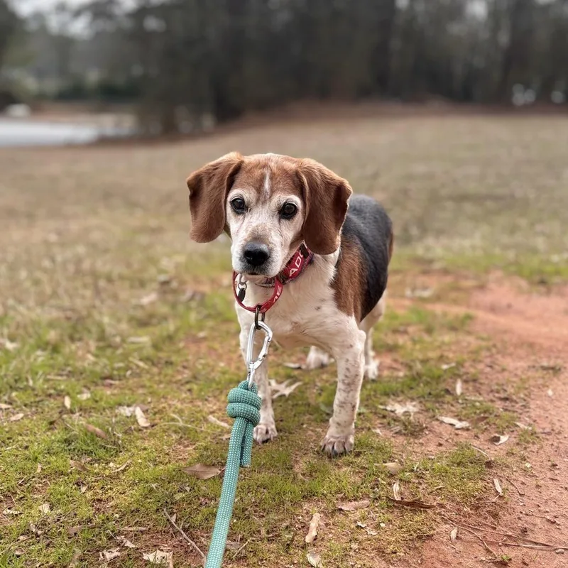 Chop Stick thumbnail 5