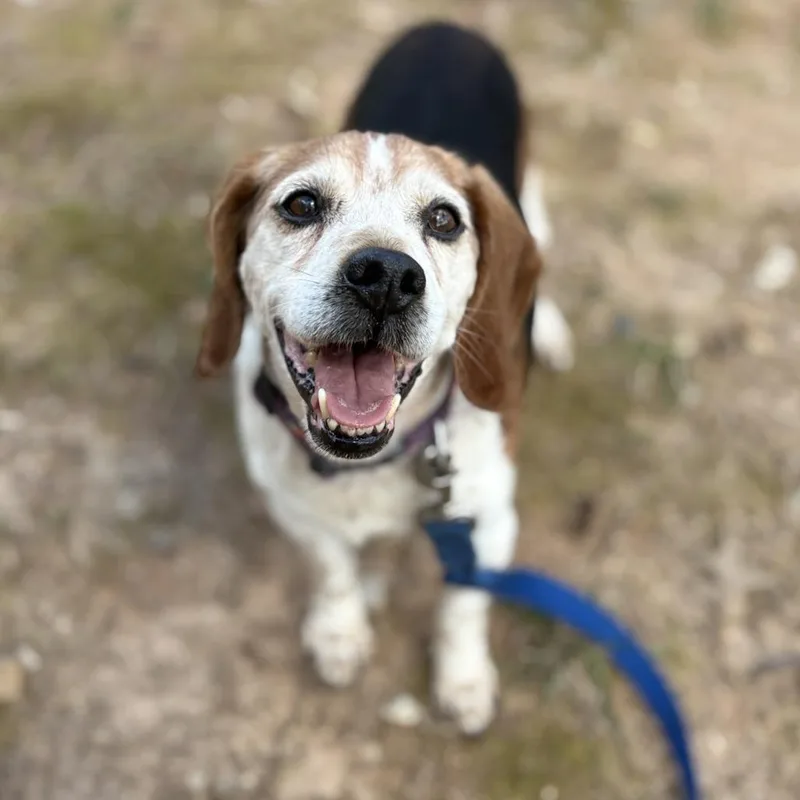 Chop Stick thumbnail 6