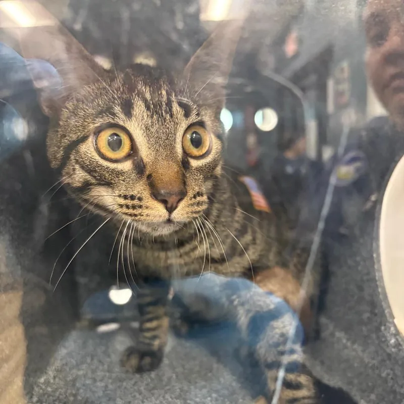 A young medium-sized male Gray / Blue / Silver Domestic Short Hair cat named Melon for adoption in Newark, NJ