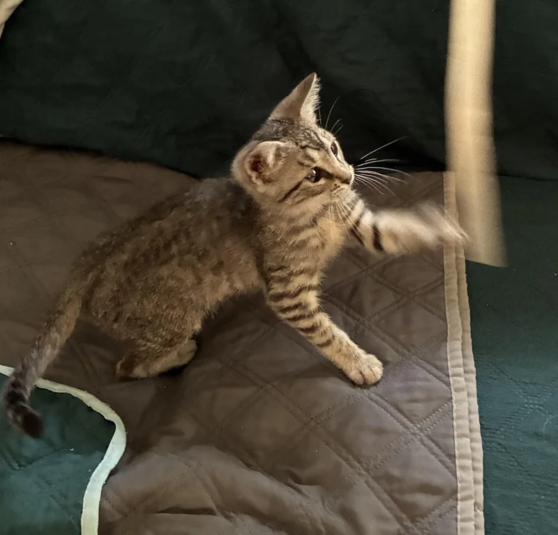 A baby medium-sized male Gray & White Domestic Short Hair cat named John Boy for adoption in Dawson, GA