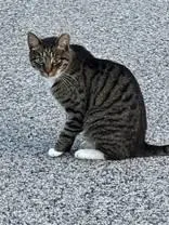 An adult large-sized male Brown / Chocolate Domestic Short Hair cat named Grommet for adoption in Moline, IL