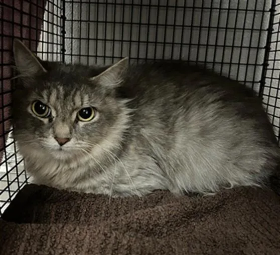 A young small-sized female Domestic Short Hair cat named Baby for adoption in Van Nuys, CA