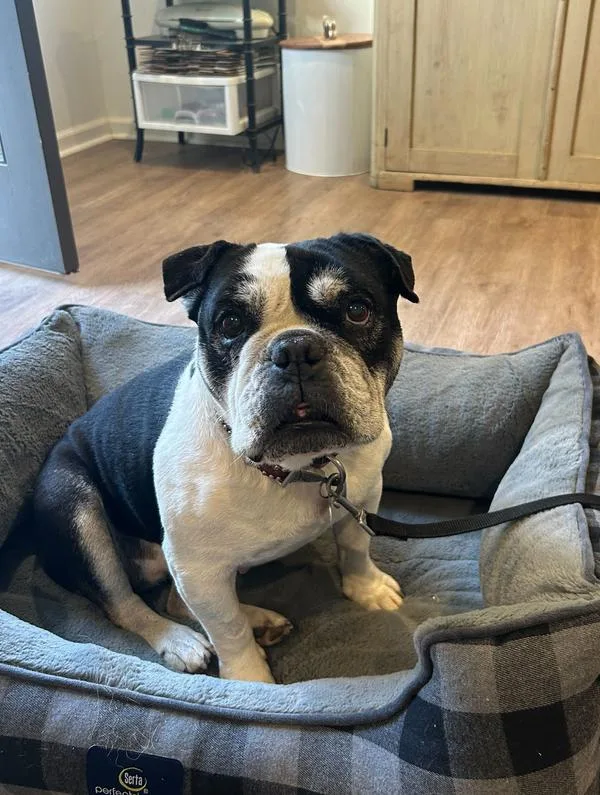 An adult medium-sized female Tricolor (Brown, Black, & White) American Bulldog dog named Jersey for adoption in San Diego, CA