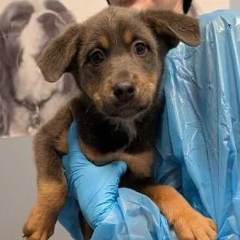 Mini Muffin thumbnail 2