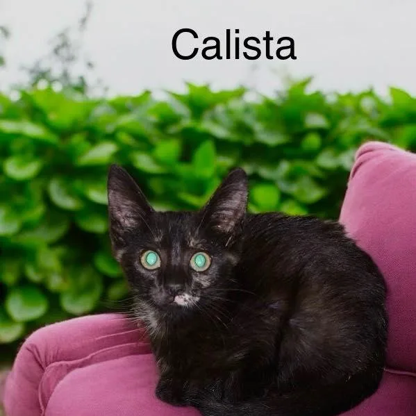 Callista thumbnail 2