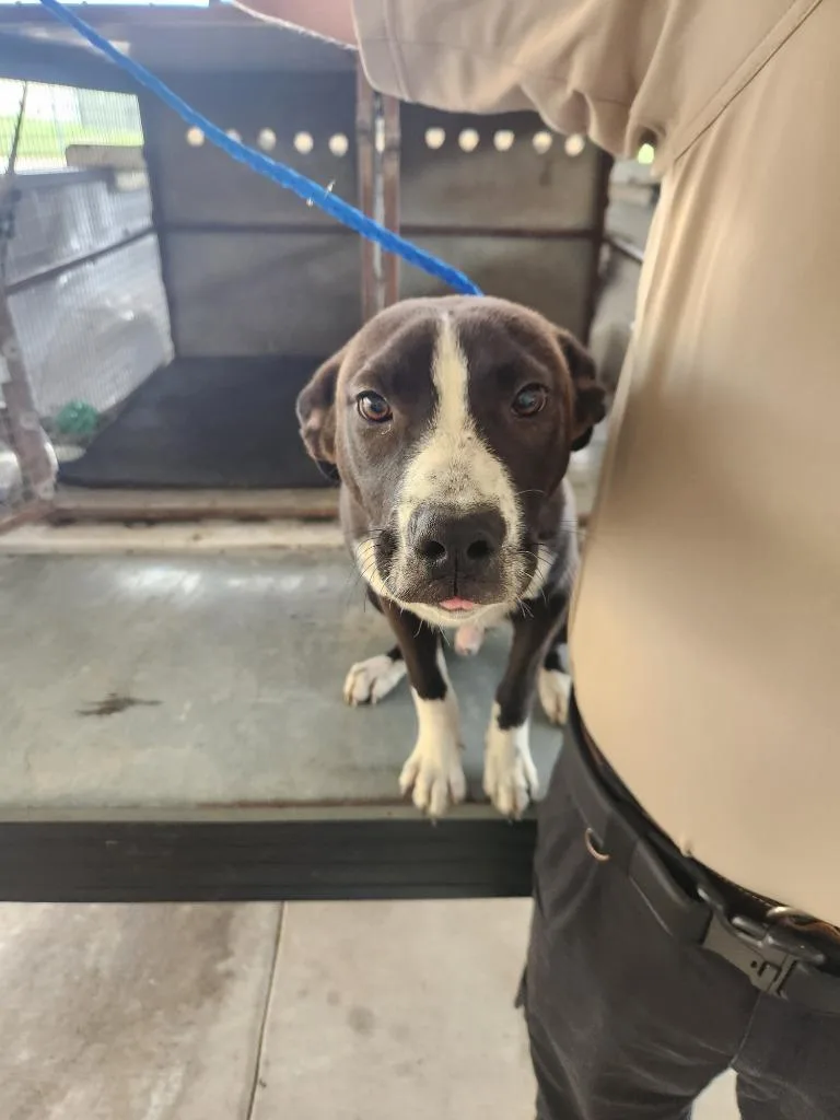 A young medium-sized male American Bulldog dog named Semi for adoption in Belton, TX