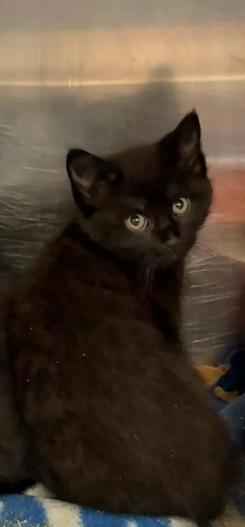 A baby small-sized male Domestic Short Hair cat named Dallas for adoption in Columbia, TN