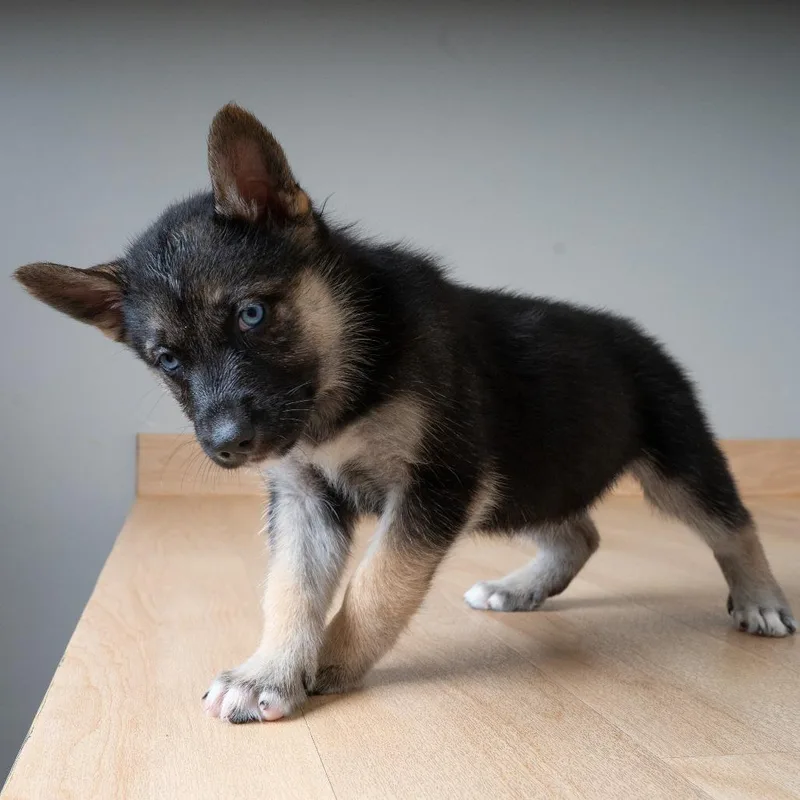 A baby medium-sized male Black Shepherd dog named Ranger D for adoption in Minnetonka, MN