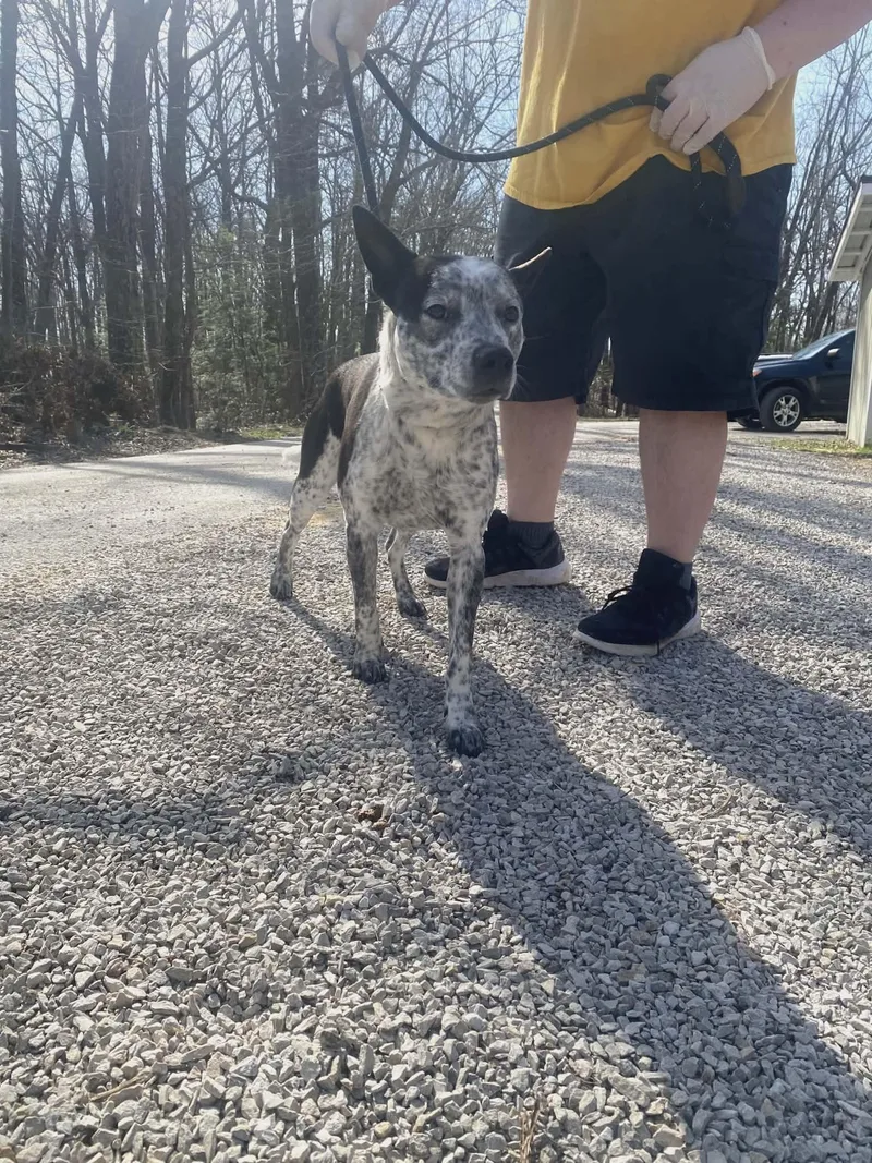 An adult medium-sized male Australian Cattle Dog / Blue Heeler dog named Little Danny for adoption in Frenchburg, KY