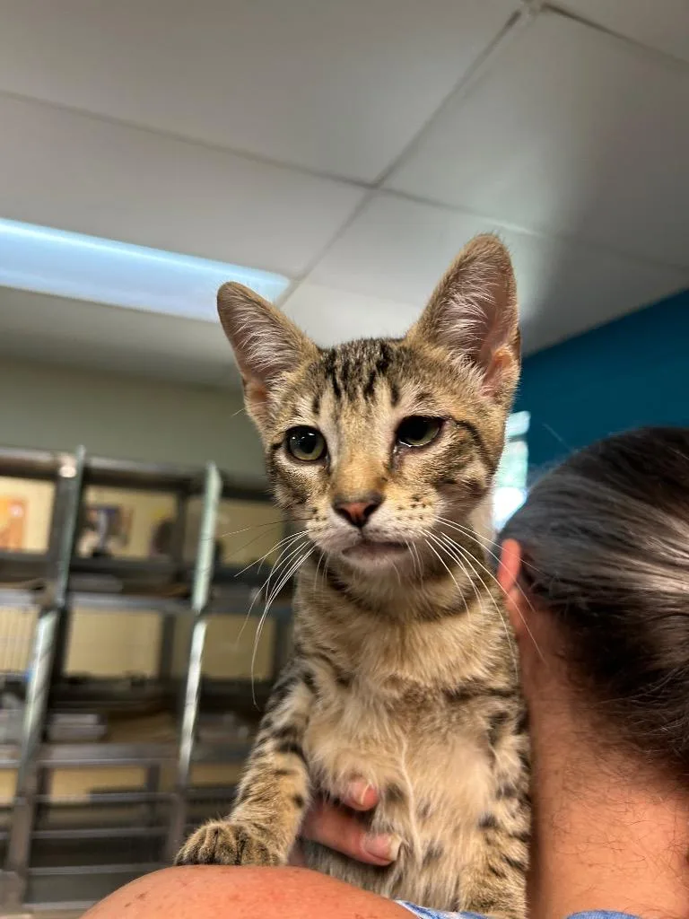 A baby medium-sized male Tabby cat named Mothman for adoption in Nacogdoches, TX