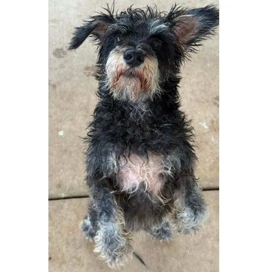 Scottie