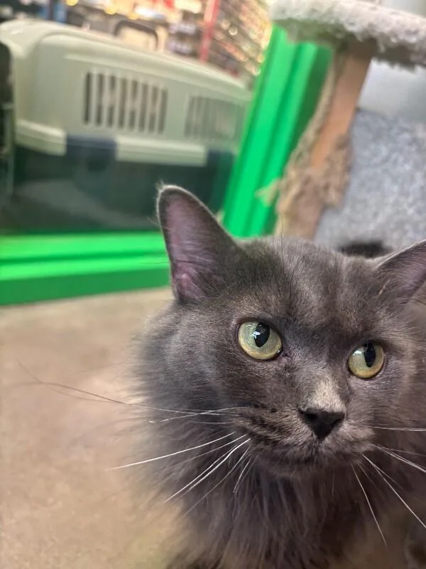An adult medium-sized female Gray / Blue / Silver Domestic Medium Hair cat named Pewter for adoption in Grand Rapids, MI