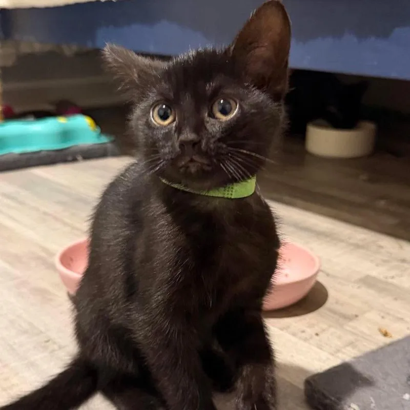 A baby small-sized female Black Domestic Short Hair cat named Lewis for adoption in Plainfield, IL